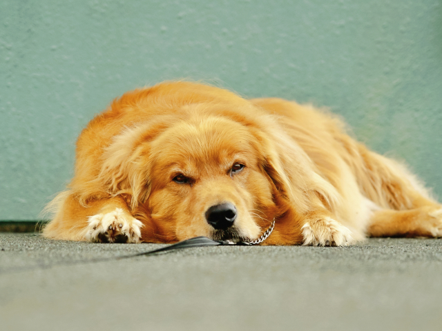 暑さにバテた犬